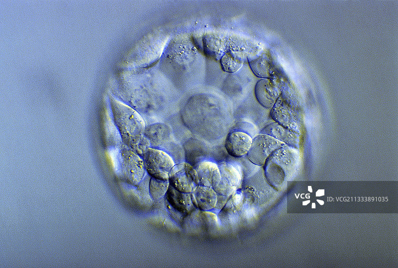 体外受精图片素材
