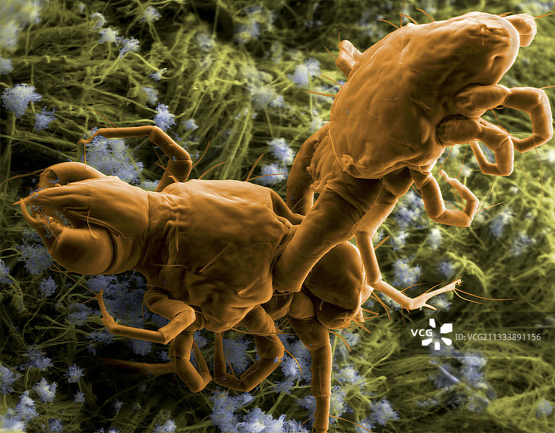 食螨恙螨图片素材