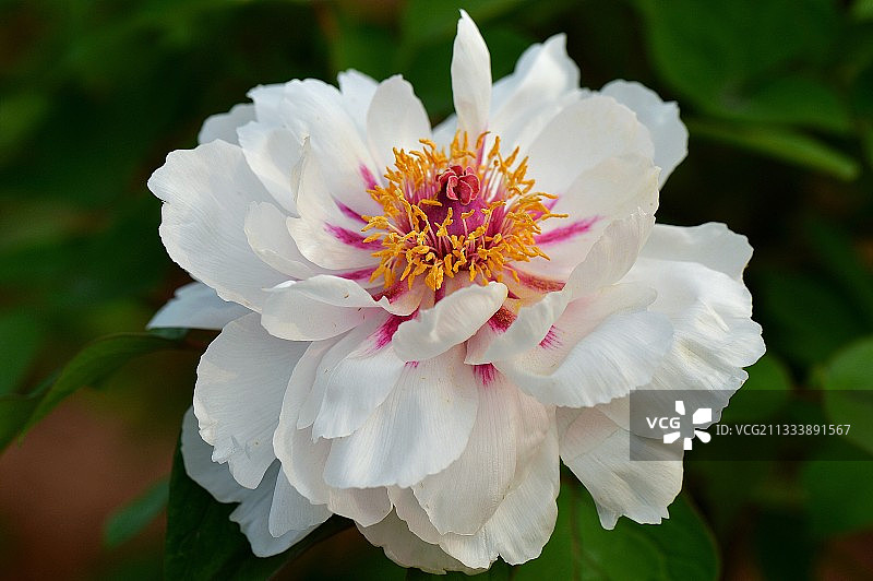 白牡丹•花中之王图片素材