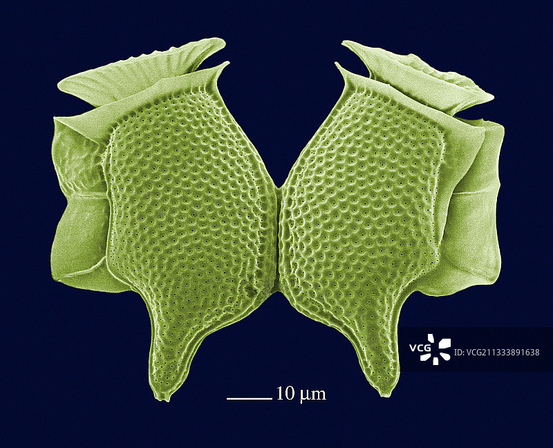 尾状鳍藻图片素材