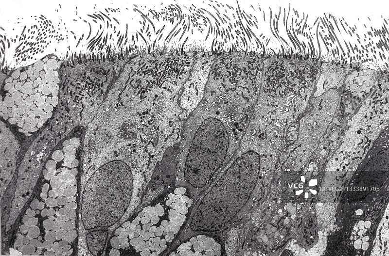 肺细胞图片素材