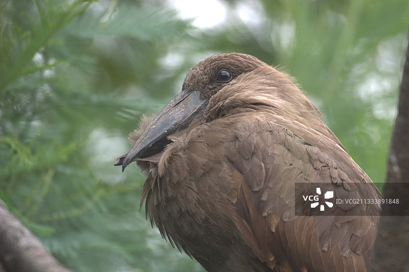 乌干达的奥姆布雷特肖像图片素材
