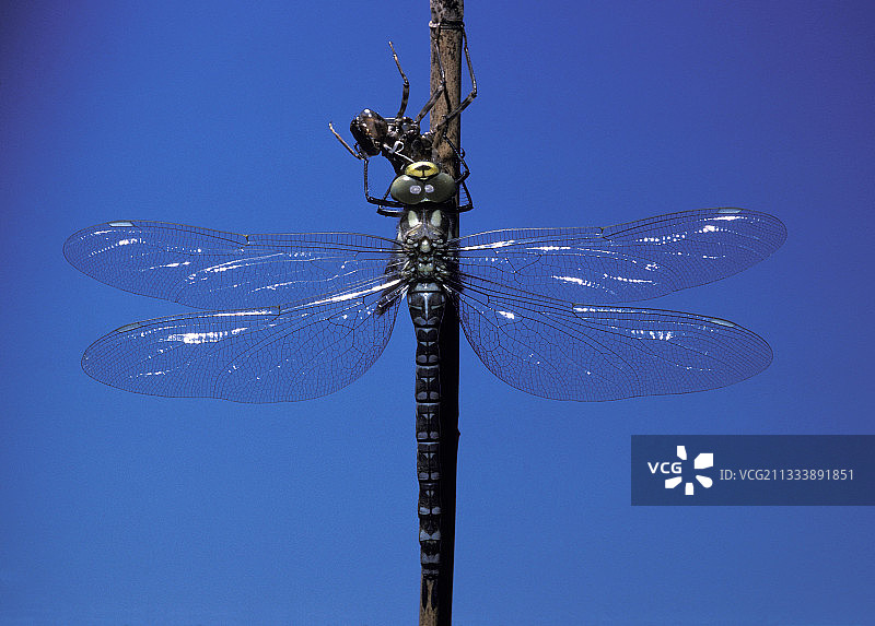 南方游隼蜻蜓图片素材