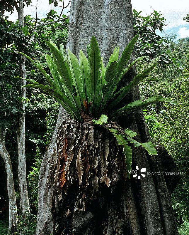 附生蔬菜图片素材