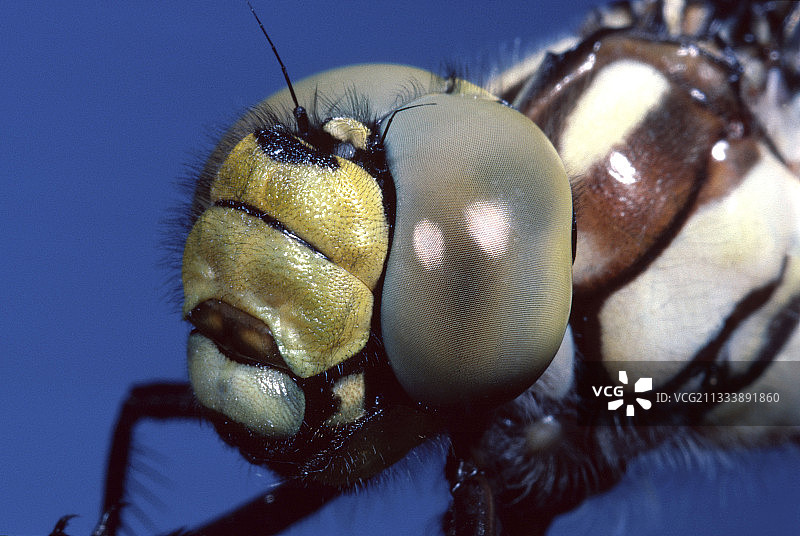 外星人面孔图片素材