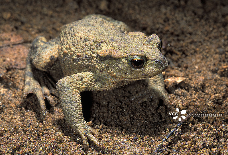 普通蟾蜍图片素材