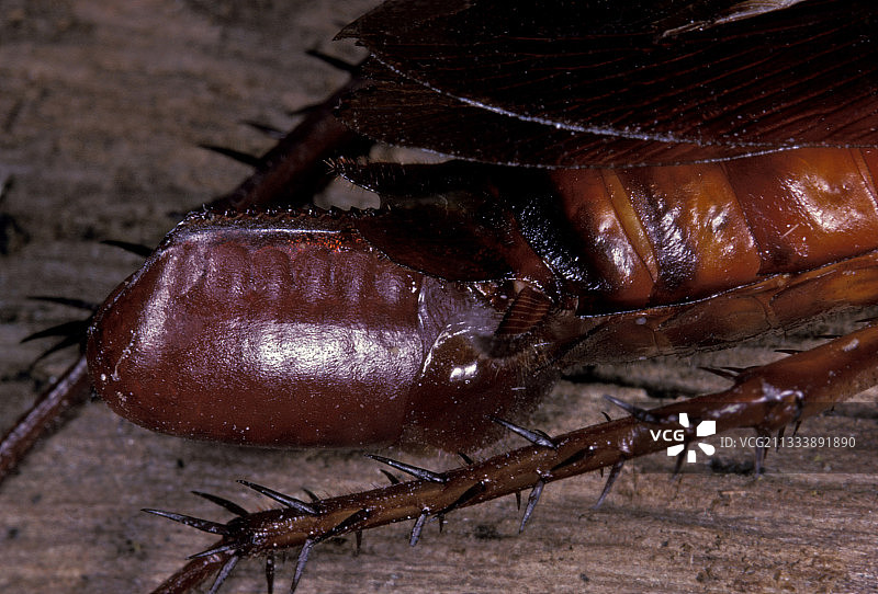 美洲大蠊图片素材