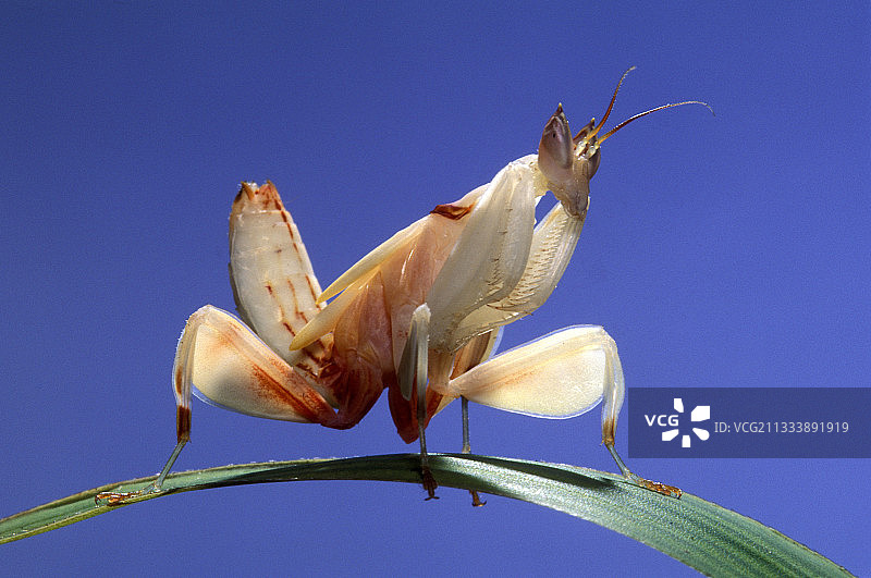 马来西亚兰花螳螂图片素材
