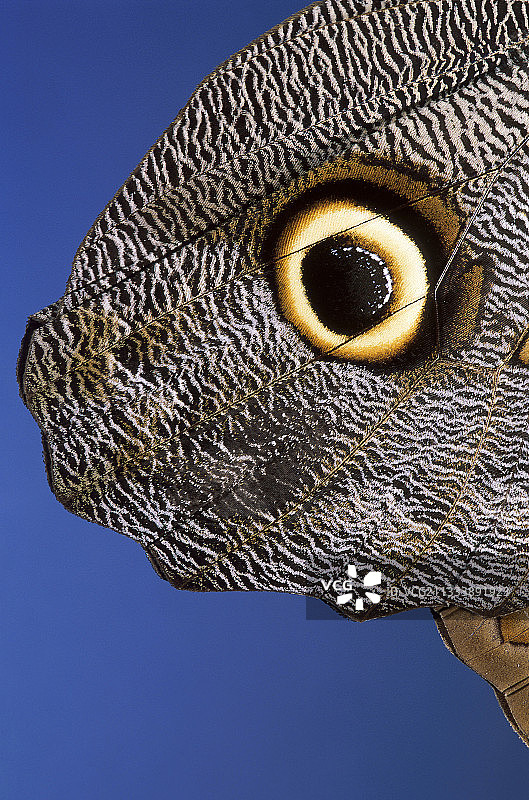 外星人面孔图片素材