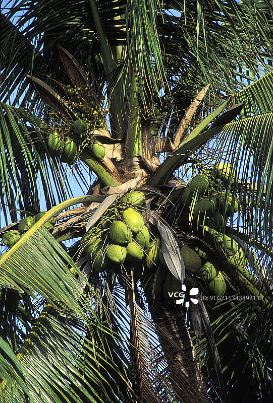 椰子图片素材