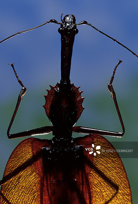 外星人面孔图片素材