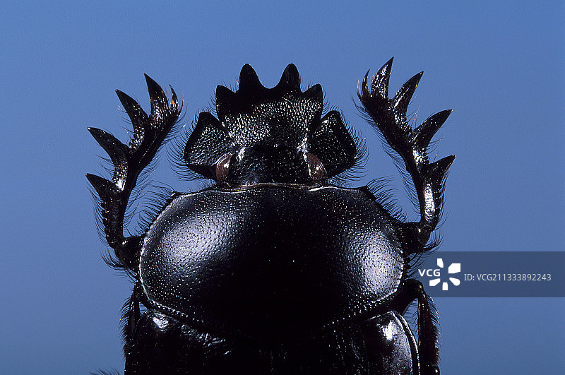 外星人面孔图片素材