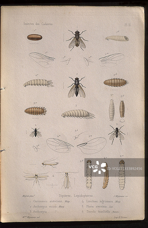 I.R.C.G 图片图片素材