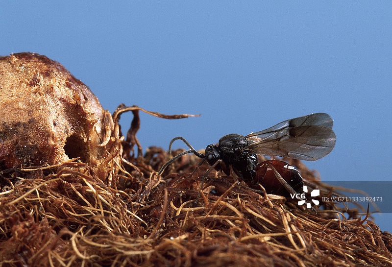 瘿蜂图片素材