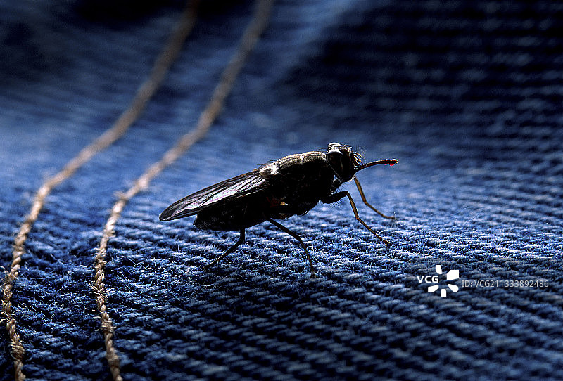 采采蝇图片素材