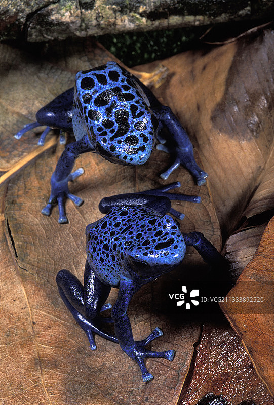 蓝色箭毒蛙图片素材