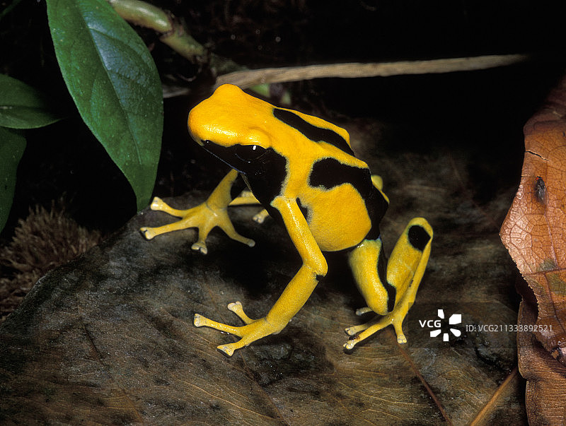 染色毒蛙图片素材