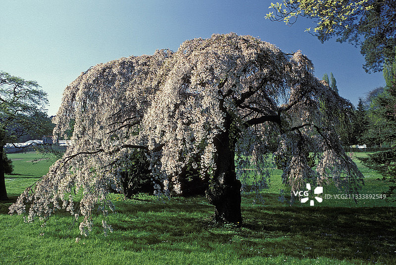 樱桃树图片素材