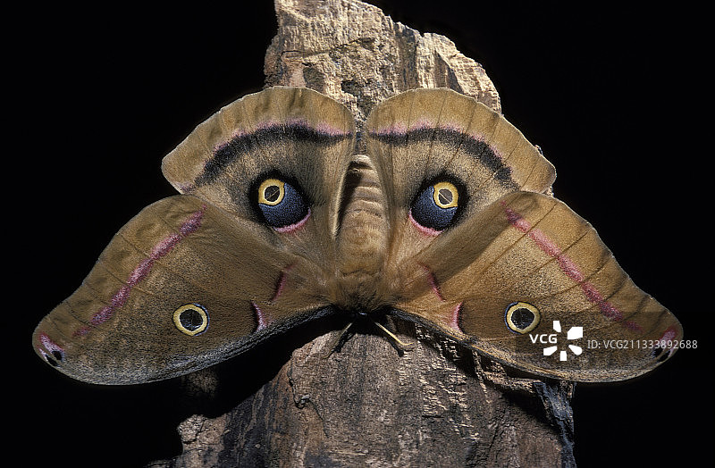 外星人面孔图片素材