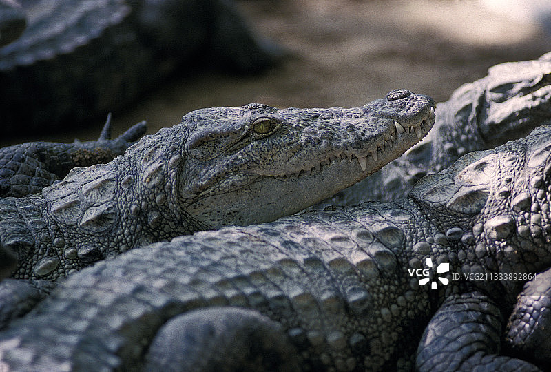 印度沼泽鳄图片素材