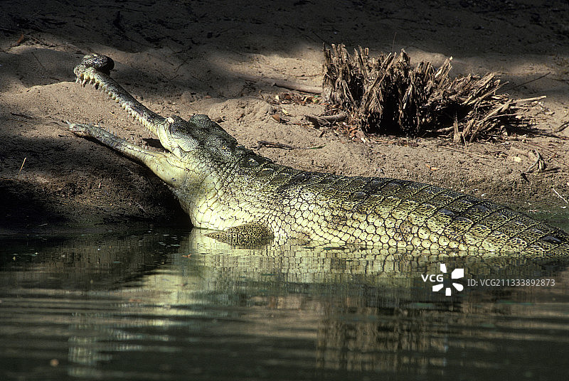 印度鳄图片素材