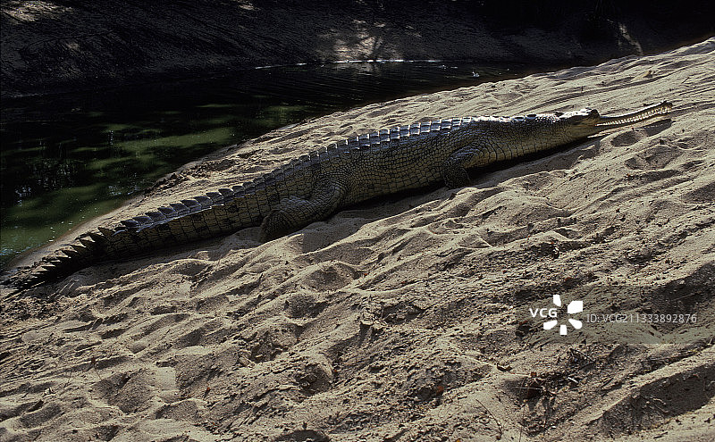 印度鳄图片素材