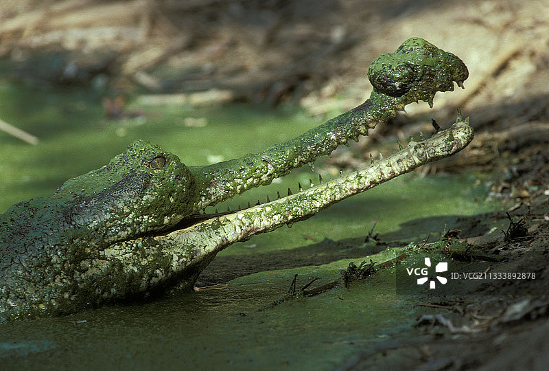 印度鳄图片素材