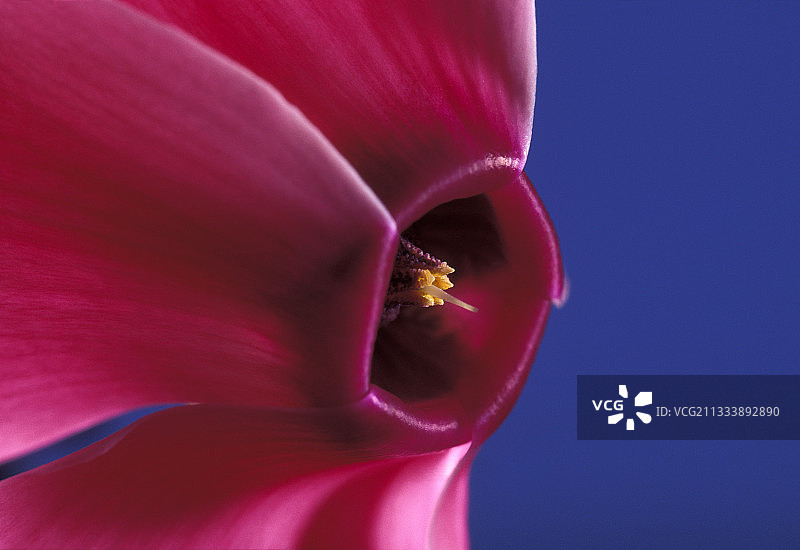 仙客来图片素材