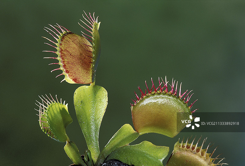捕蝇草图片素材