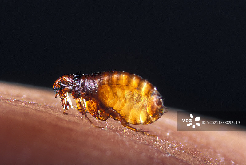 狗跳蚤图片素材