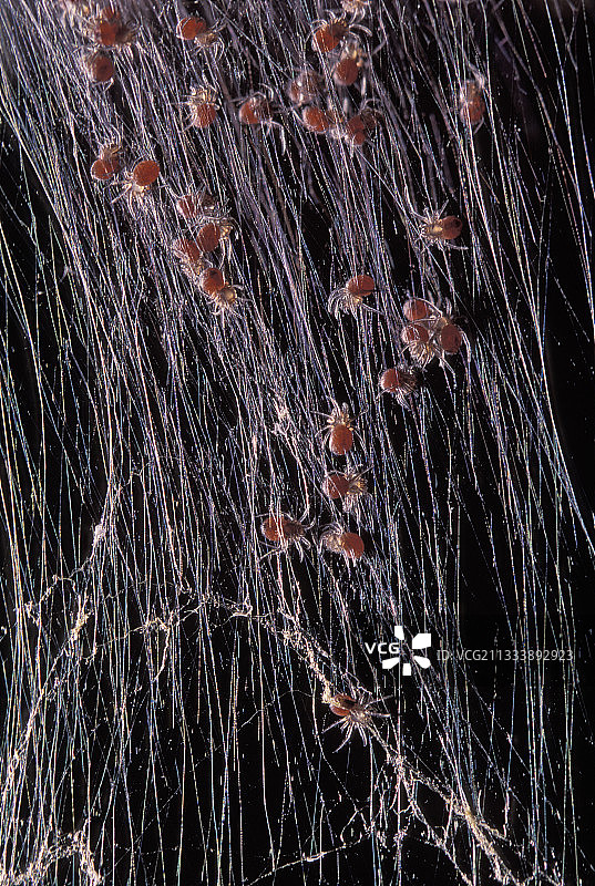 金丝圆网蜘蛛图片素材