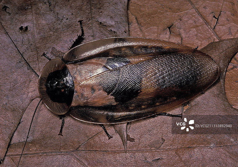 骷髅蟑螂图片素材