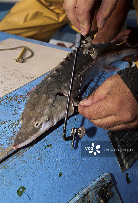 欧洲鳇 - 生物学家用网图片素材