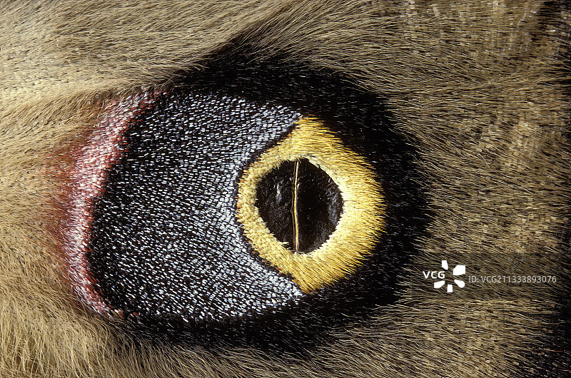 外星人面孔图片素材