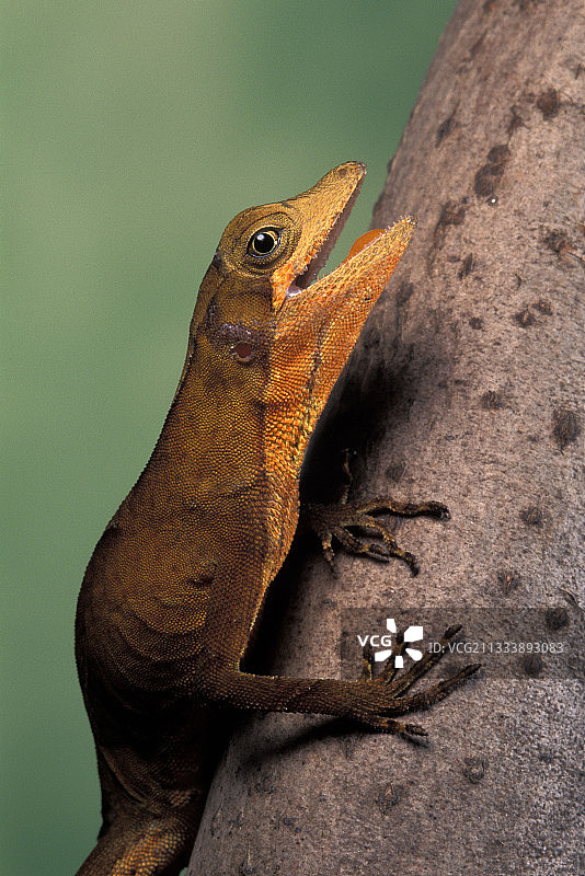 安乐蜥图片素材