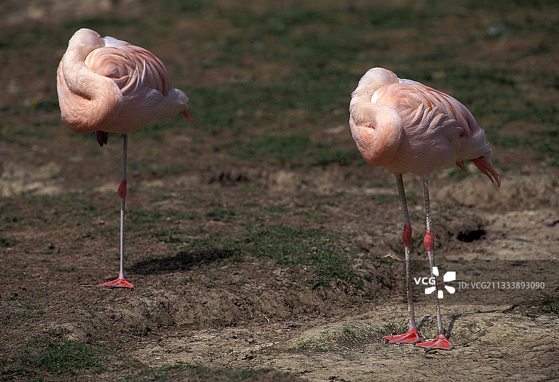 美洲红鹳图片素材