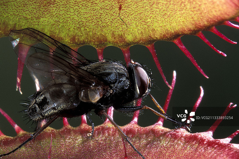 食肉植物图片素材