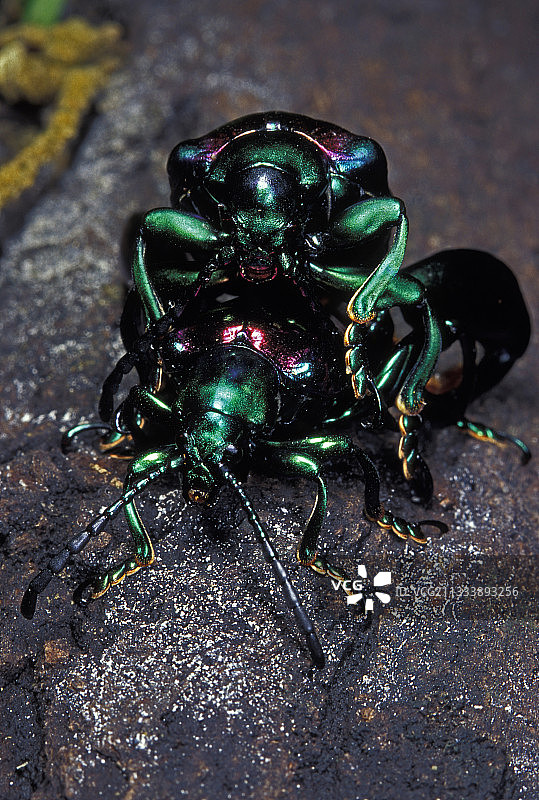 蛙腿甲虫图片素材