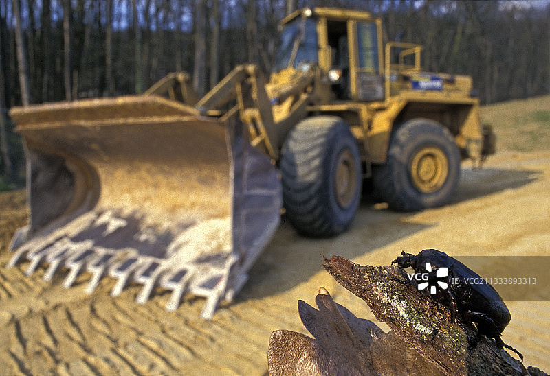 为了保护它的生物群落，应该修改A28阿朗松-图尔高速公路的布局。图片素材