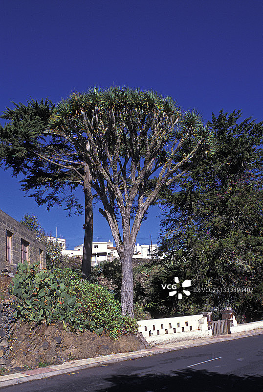 龙血树图片素材