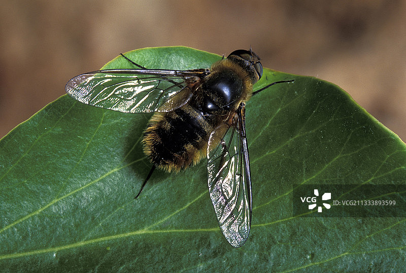 寄生蝇图片素材