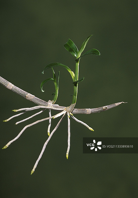 附生蔬菜图片素材