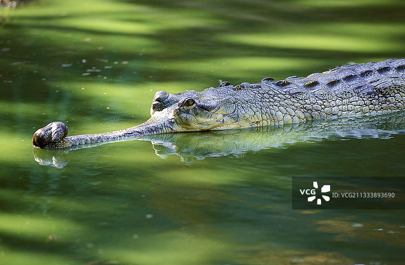 印度鳄图片素材