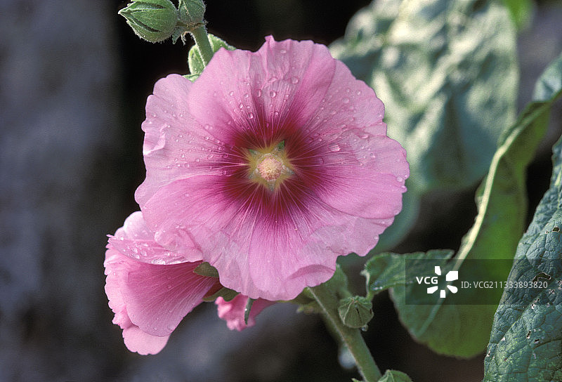 木槿和金盏花图片素材