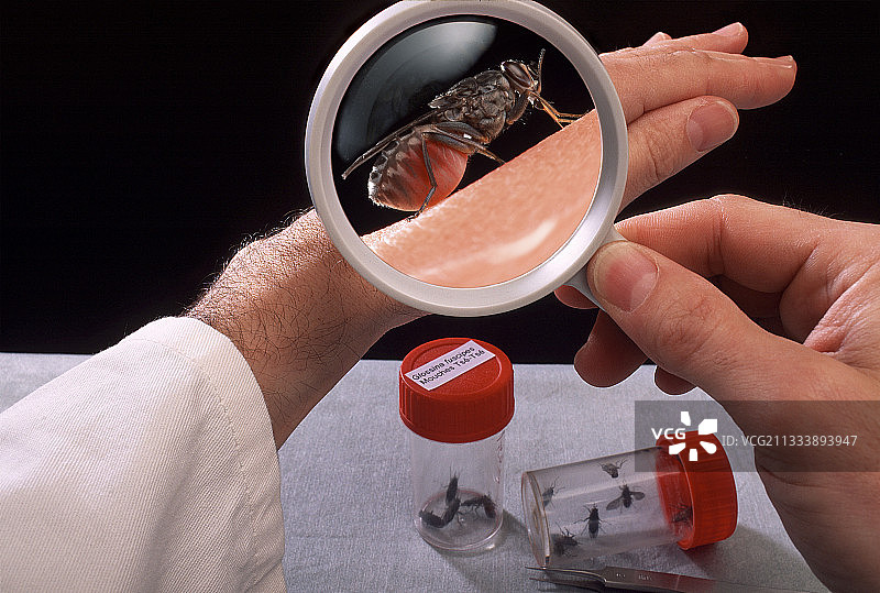 采采蝇图片素材