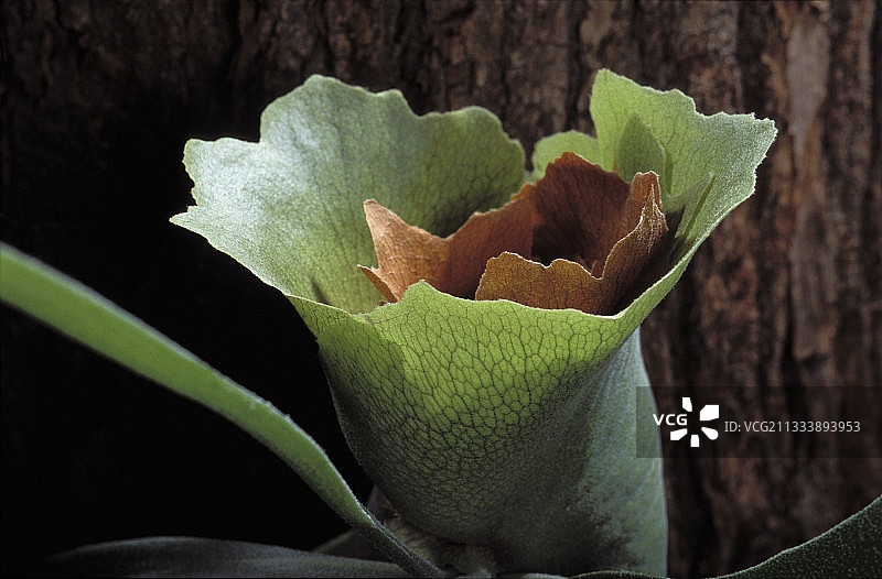 附生蔬菜图片素材