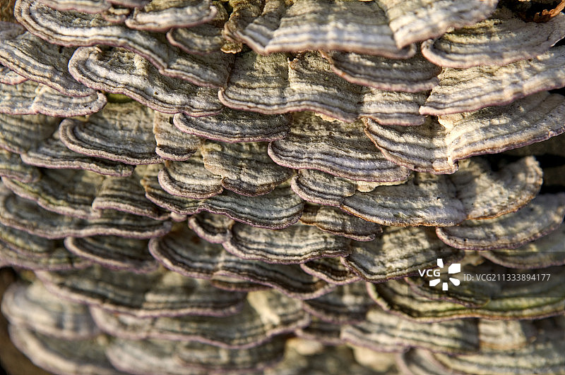 栓菌属图片素材