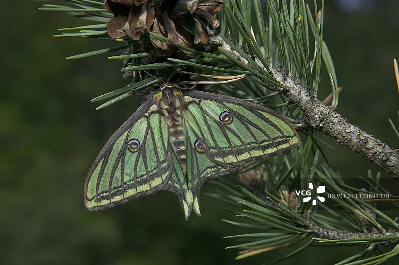 西班牙月亮蛾图片素材