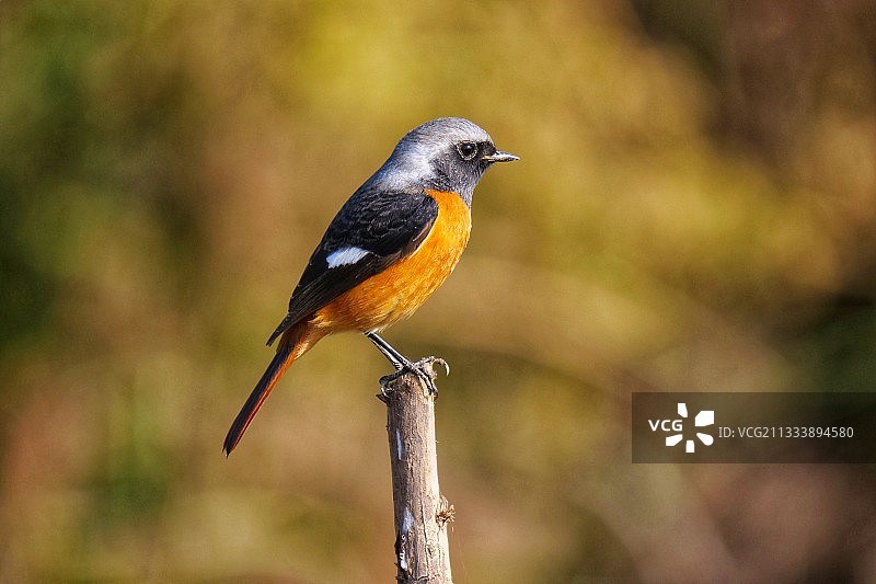 北红尾鸲图片素材