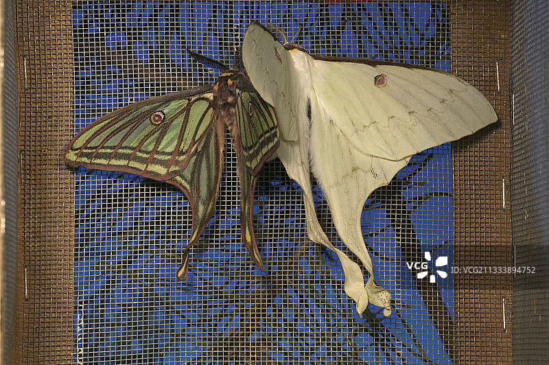 西班牙月亮蛾图片素材